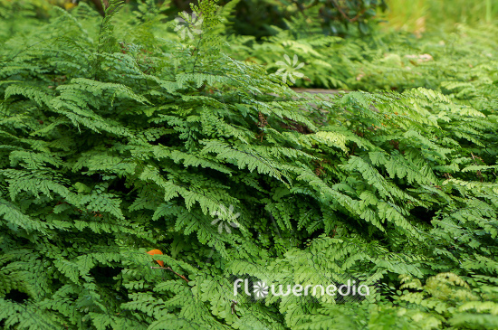 Adiantum venustum - Evergreen maidenhair (108699)