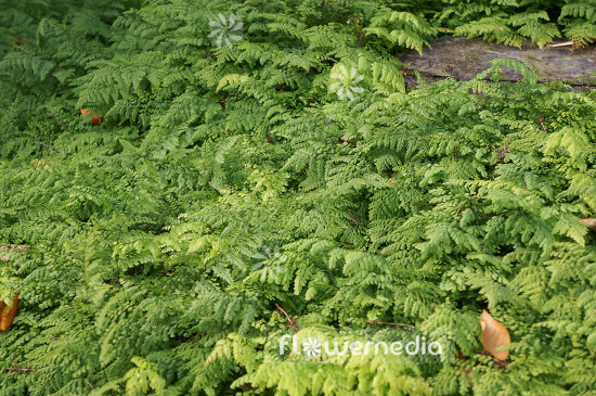 Adiantum venustum - Evergreen maidenhair (108700)