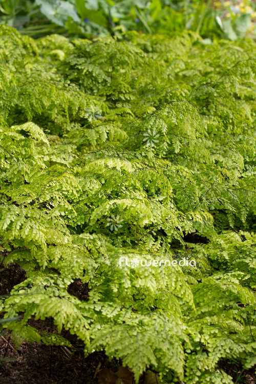 Adiantum venustum - Evergreen maidenhair (108701)