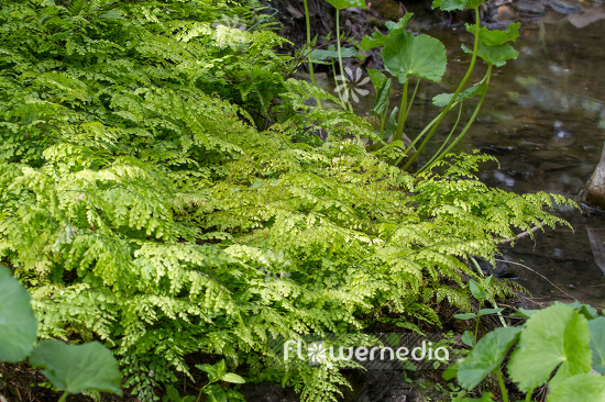 Adiantum venustum - Evergreen maidenhair (108702)