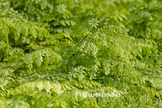Adiantum venustum - Evergreen maidenhair (109437)