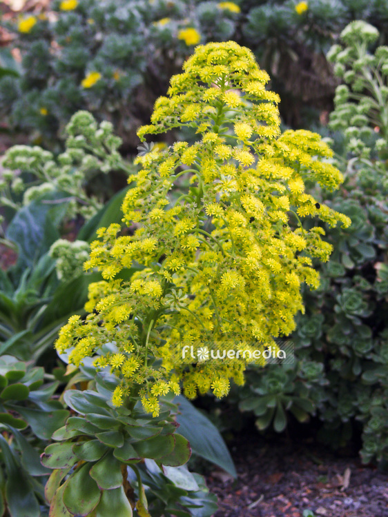Aeonium undulatum - Saucer plant (108428)