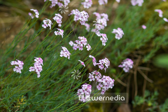 Aethionema armenum - Stone cress (108751)