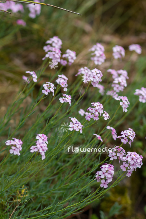 Aethionema armenum - Stone cress (108752)