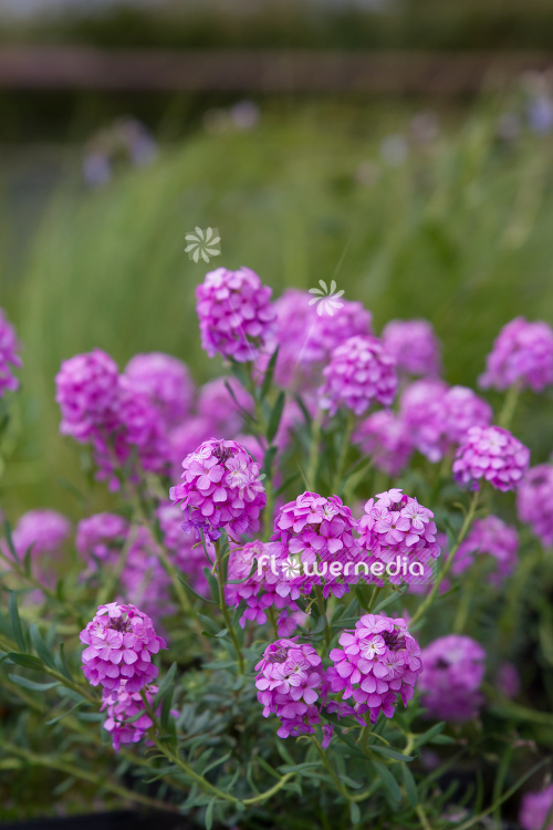 Aethionema armenum 'Warley Ruber' - Stone cress (108754)