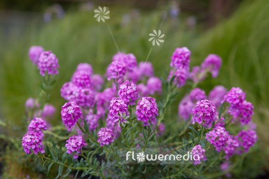 Aethionema armenum 'Warley Ruber' - Stone cress (108755)