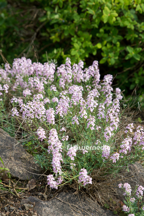 Aethionema grandiflorum - Persian stonecress (108756)