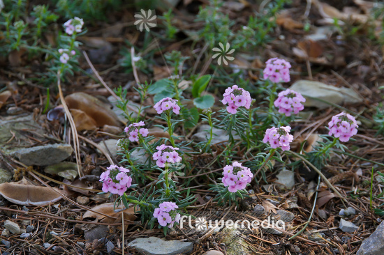 Aethionema schistosum - Fragrant persian stonecress (108760)