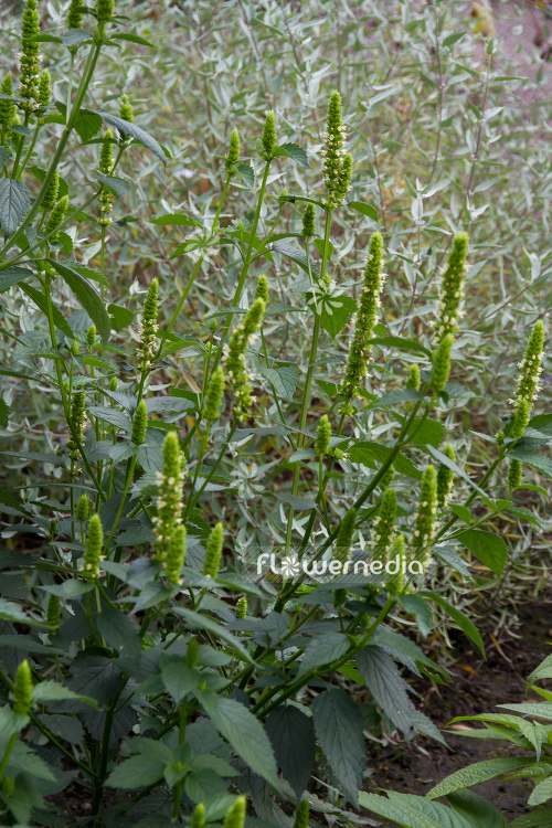 Agastache nepetioides - Yellow giant hyssop (106732)