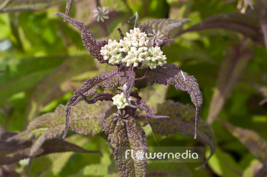 Ageratina altissima - White snakeroot (103186)