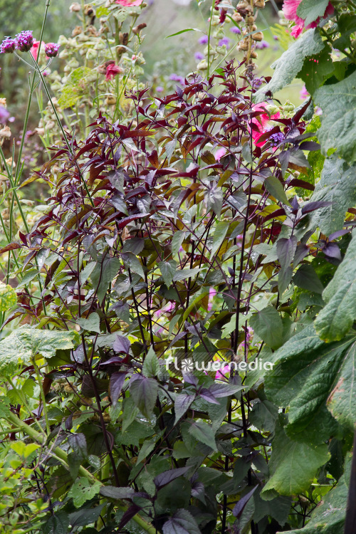 Ageratina altissima 'Chocolate' - White snakeroot (103188)