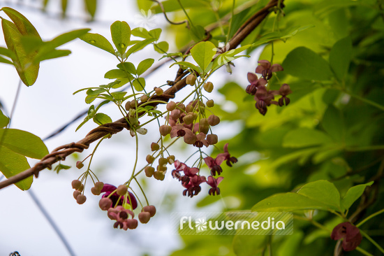 Akebia quinata - Chocolate vine (108881)