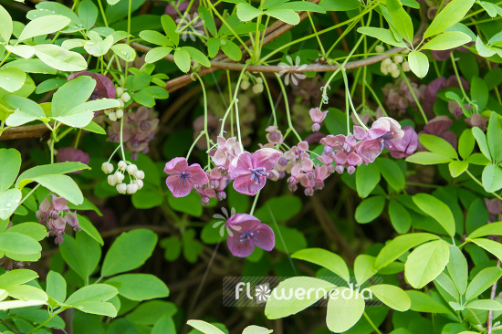 Akebia quinata - Chocolate vine (109481)