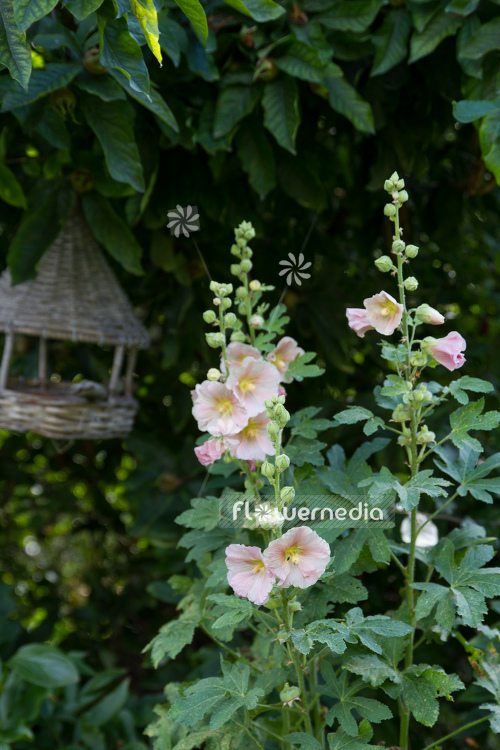 Alcea ficifolia - Figleaf hollyhock | Cultivar (108895)