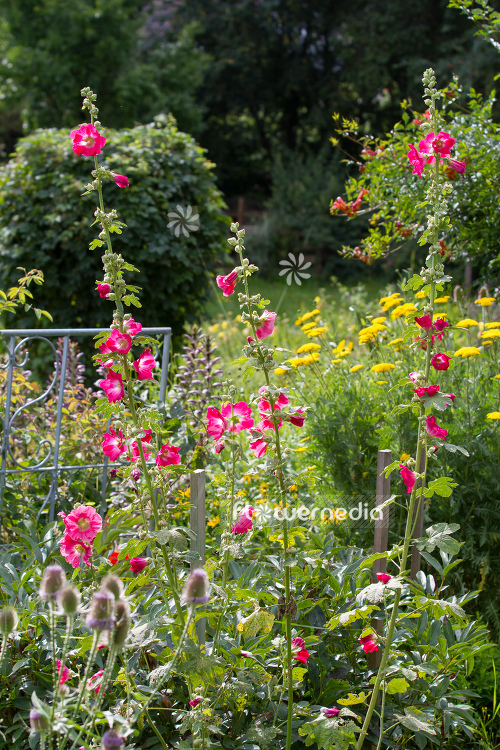 Alcea ficifolia - Figleaf hollyhock | Cultivar (109486)