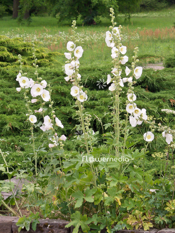 Alcea rosea - Common hollyhock | Cultivar (108440)