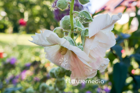 Alcea rosea - Common hollyhock | Cultivar (108914)