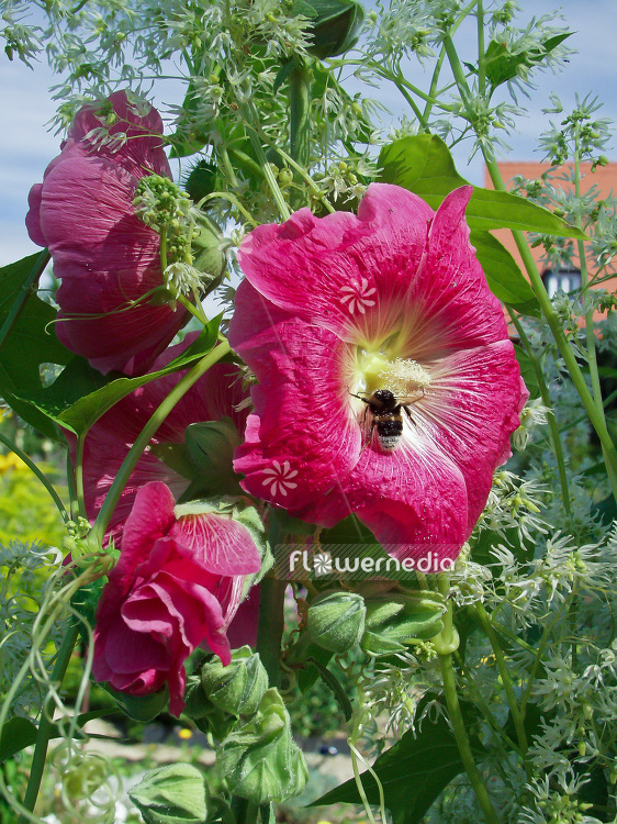 flowermedia - Alcea rosea