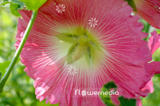 Alcea rosea - Common hollyhock (108900)