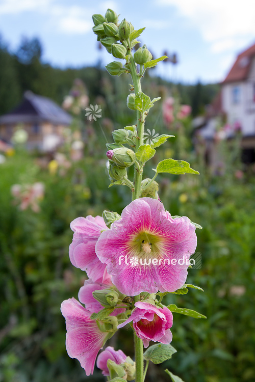 flowermedia - Alcea rosea