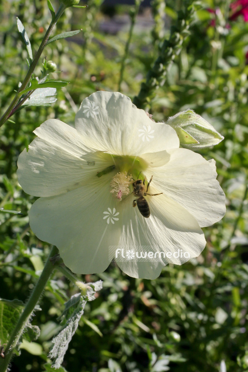 Alcea rugosa - Yellow hollyhock (108919)