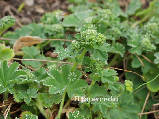 Alchemilla glaucescens - Waxy lady's mantle (108447)