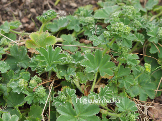 Alchemilla glaucescens - Waxy lady's mantle (108448)