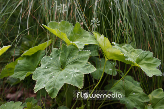 Alchemilla wallischii - Lady's mantle (102303)