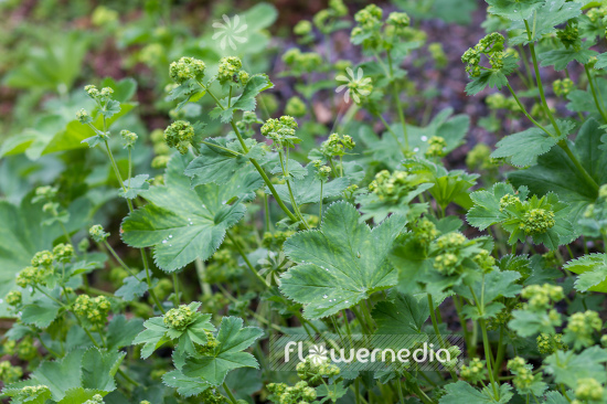 Alchemilla wallischii - Lady's mantle (108962)