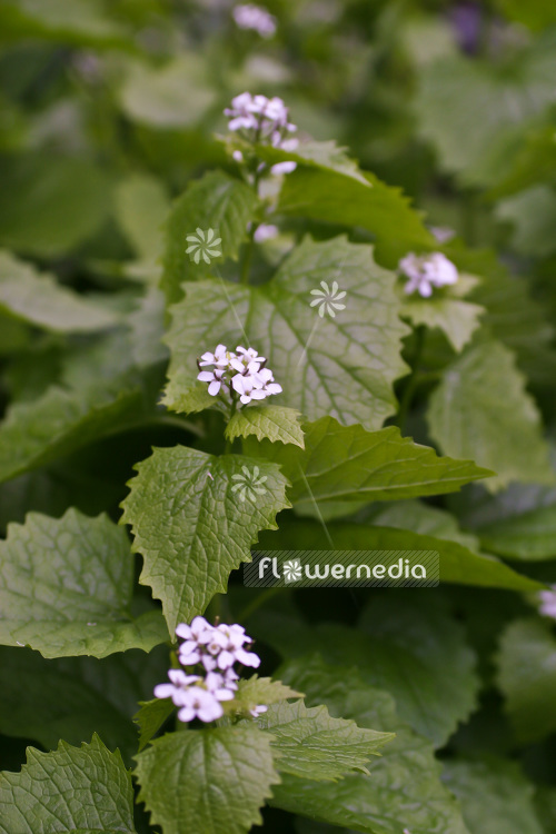 Alliaria petiolata - Garlic mustard (102307)