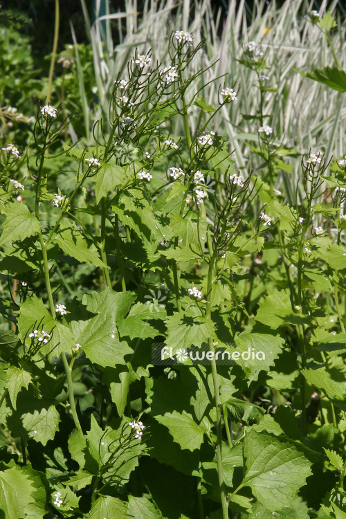 Alliaria petiolata - Garlic mustard (102309)