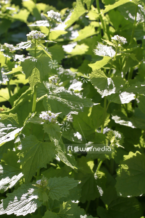 Alliaria petiolata - Garlic mustard (102311)