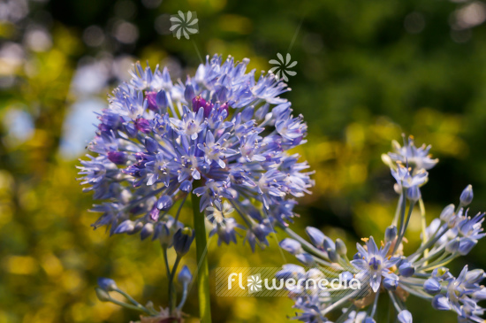 Allium caeruleum - Blue globe onion (105244)