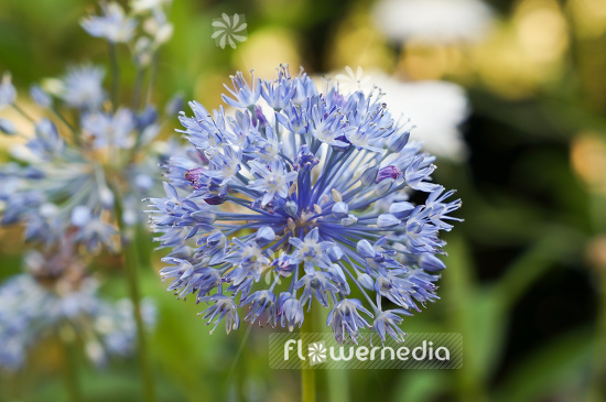 Allium caeruleum - Blue globe onion (106980)