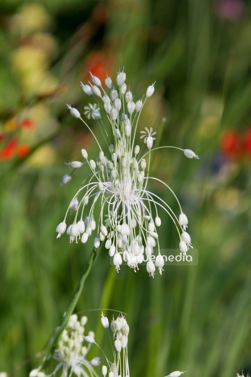 Allium carinatum ssp. pulchellum - White keeled garlic (107086)