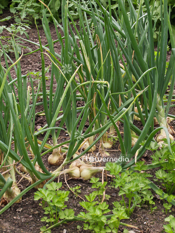 Allium cepa - Onion (100155)