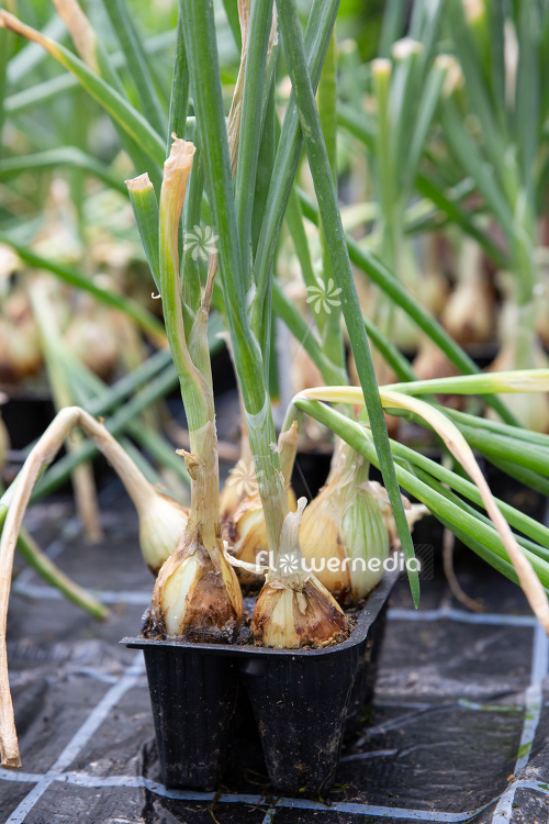 Allium cepa 'Hercules' - Onion (111946)