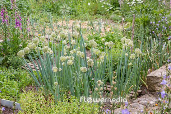 Allium fistulosum - Welsh Onion (111916)
