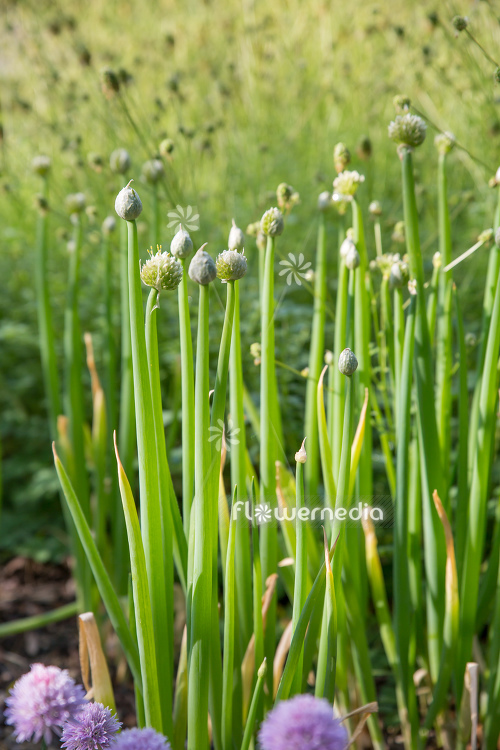 Allium fistulosum - Welsh Onion (111948)