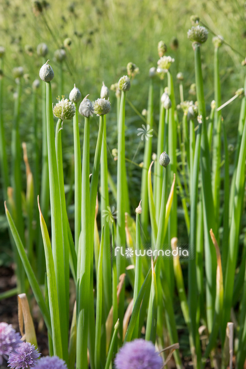 Allium fistulosum - Welsh Onion (112400)