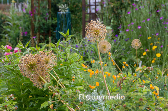 Allium hollandicum - Dutch garlic (112630)