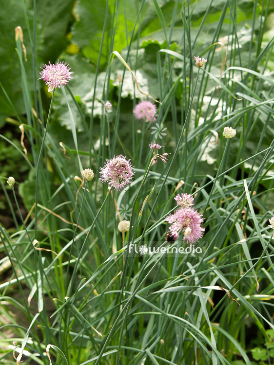 Allium hymenorrhizum - Pink allium (100158)