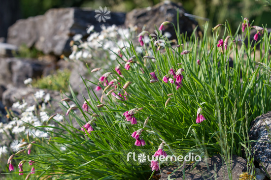 Allium insubricum - Lombardy garlic (107199)