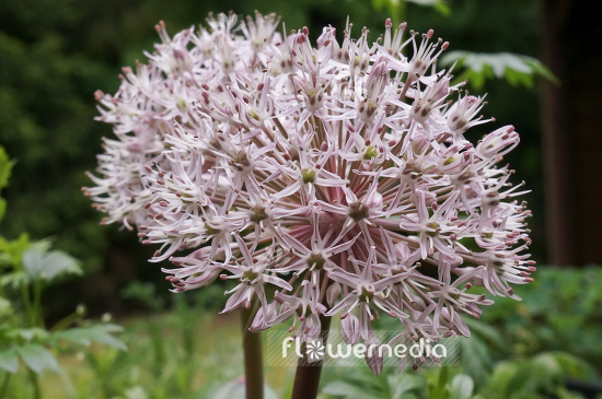 Allium karataviense - Kara Tau garlic (102327)