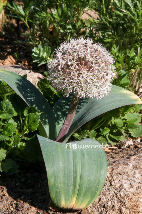 Allium karataviense - Kara Tau garlic (107006)