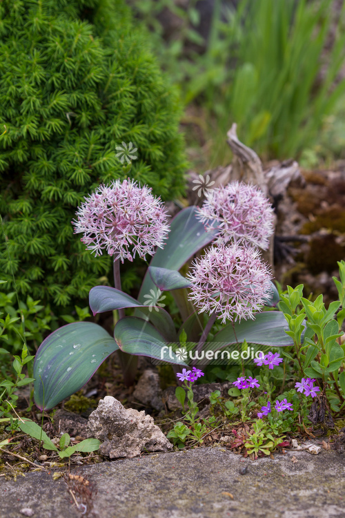 Allium karataviense - Kara Tau garlic (107201)