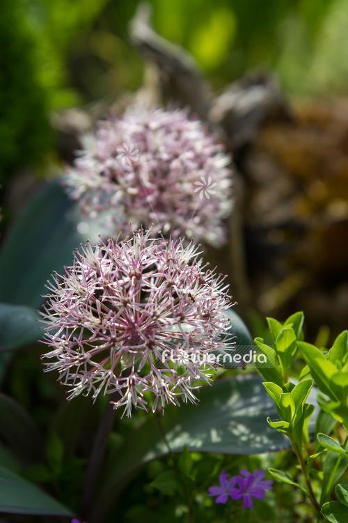 Allium karataviense - Kara Tau garlic (107203)