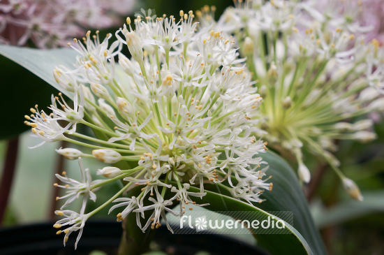 Allium karataviense 'Alba' - White flowered Kara Tau garlic (107008)