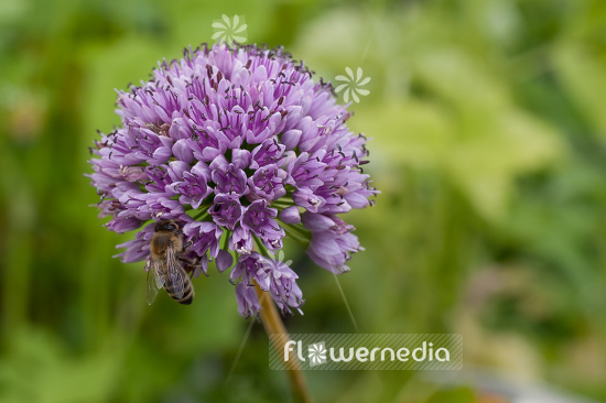 Allium lusitanicum - German garlic (100161)