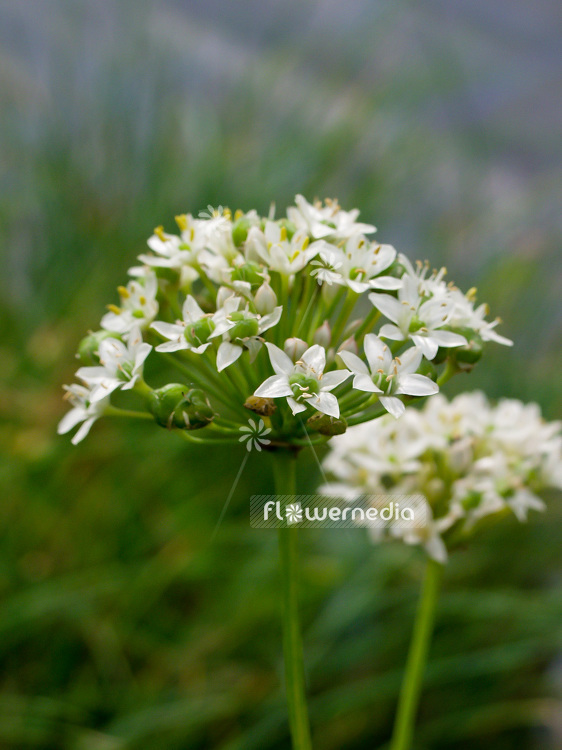 Allium ramosum - Fragrant-flowered garlic (106971)